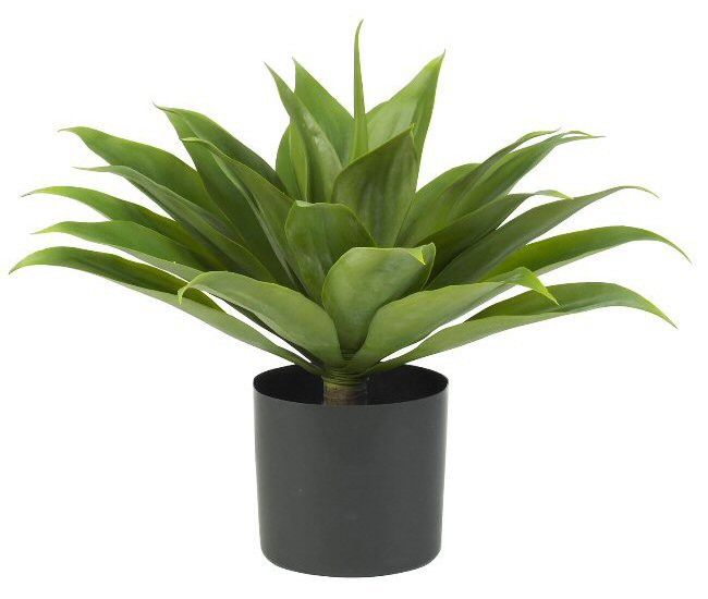 Agave Silk Plant