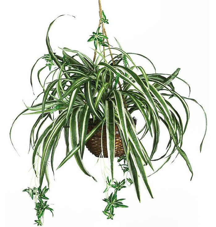 Spider Hanging Basket Silk Plant