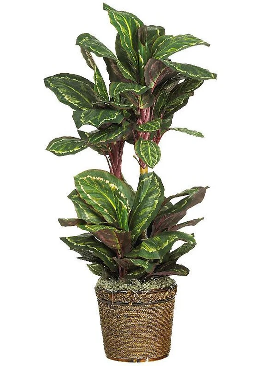 45" Maranta Silk Plant