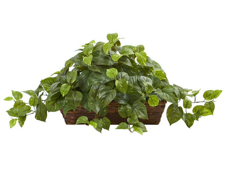 Pothos Silk Plant with Ledge Basket