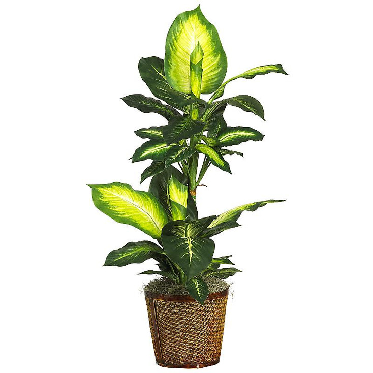 42" Golden Dieffenbachia with Basket Silk Plant