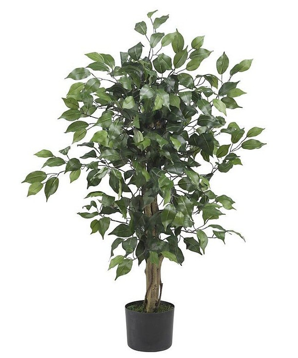 3' Ficus Silk Tree