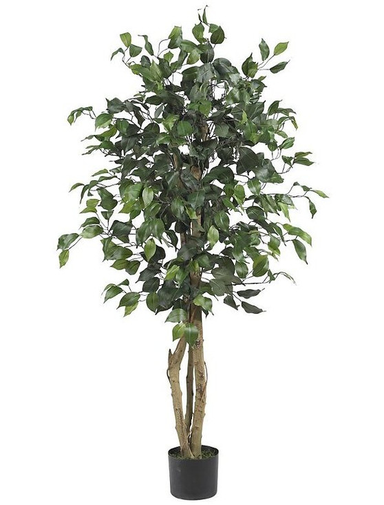 4' Long Trunk Ficus Silk Tree