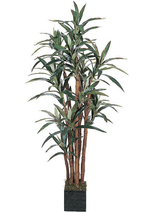 5' Yucca Silk Tree