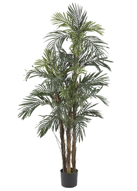 5' Robellini Palm Silk Tree