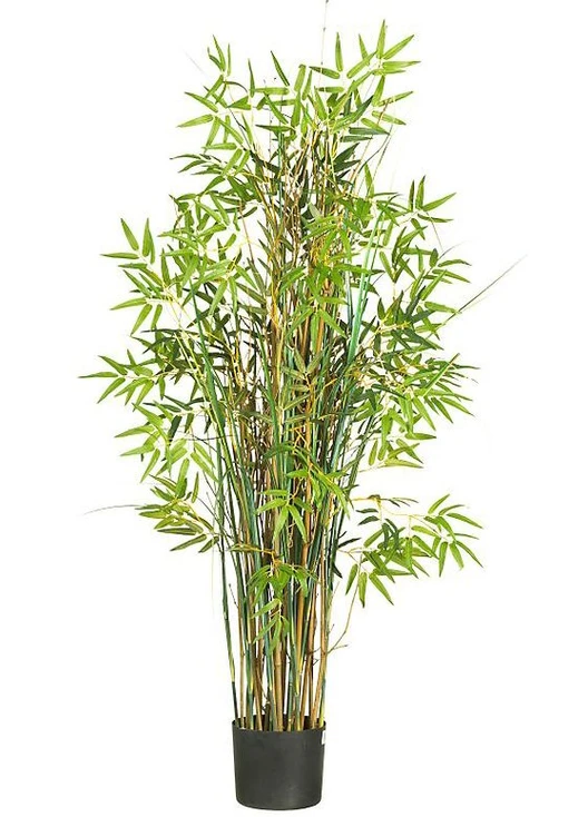5' Bamboo Grass Silk Plant