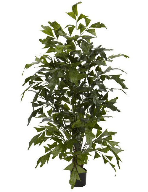 4.5' Fishtail Palm Silk Tree