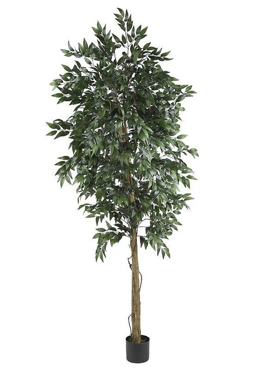 6' Smilax Tree