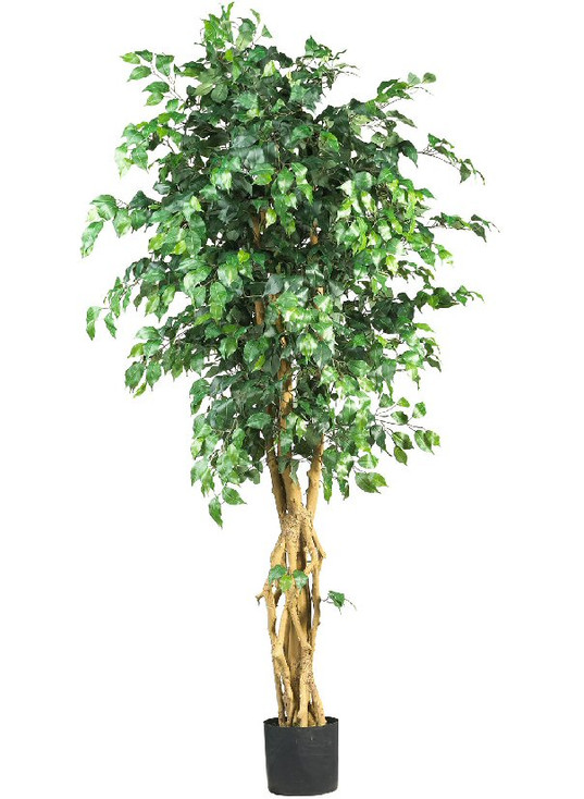 6' Palace Style Ficus Silk Tree