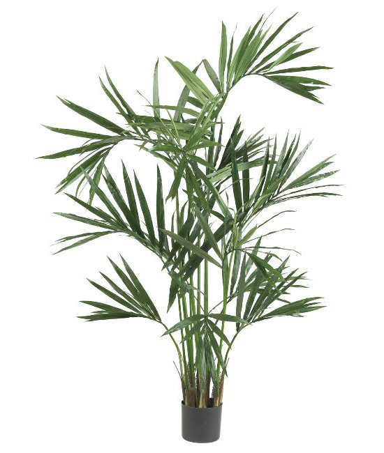 6' Kentia Palm Silk Tree