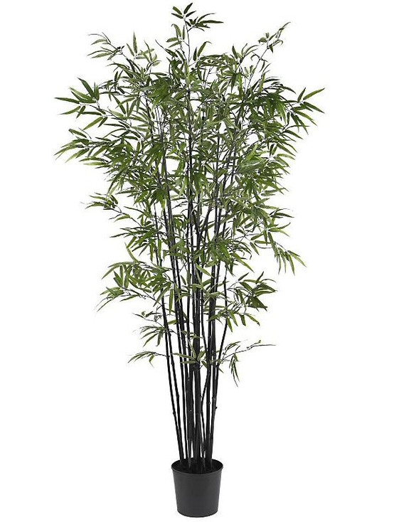 6.5' Black Bamboo Silk Tree