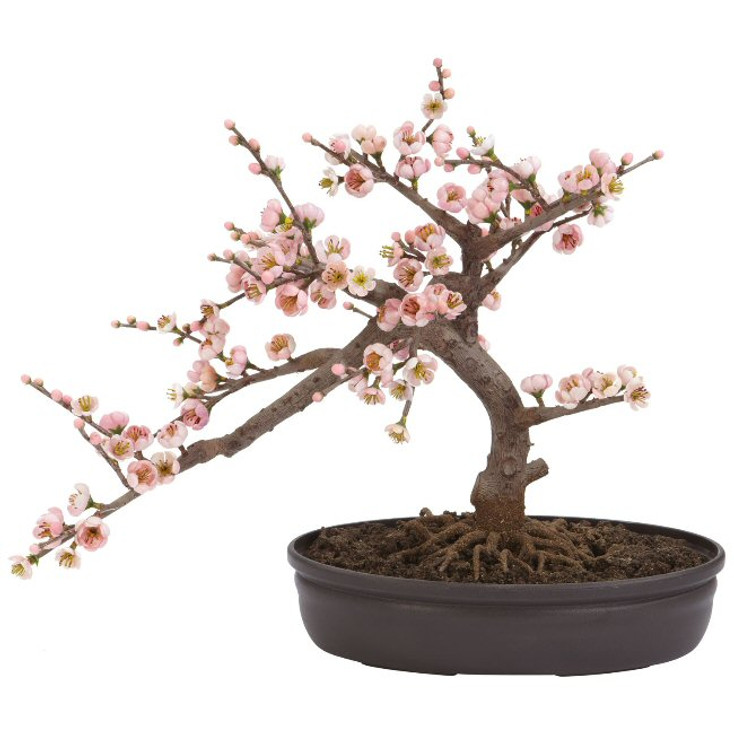 Cherry Blossom Bonsai Silk Tree