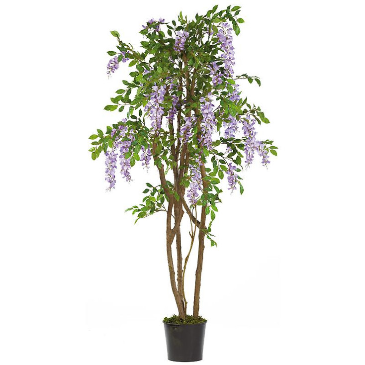 5' Wisteria Silk Tree - Purple