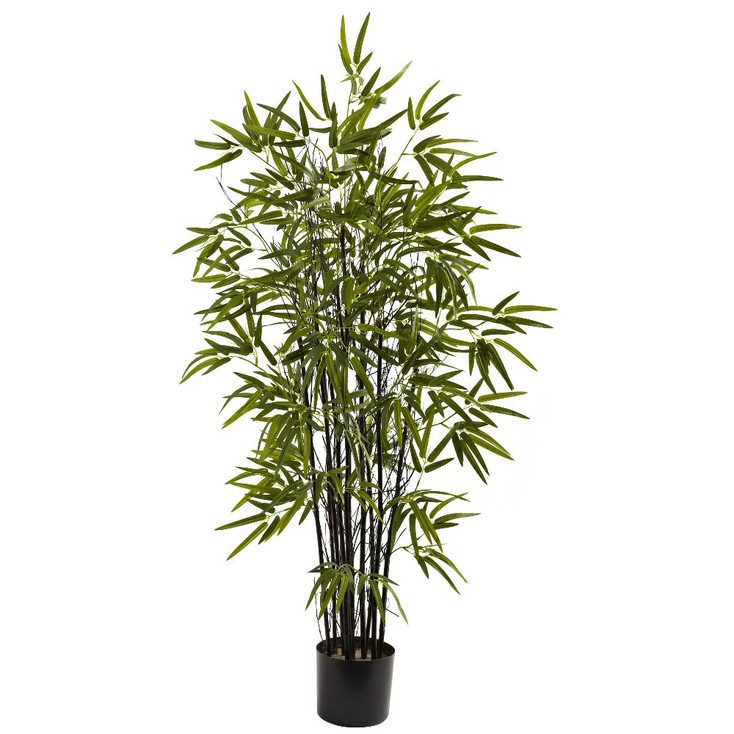 4' Black Silk Bamboo Tree