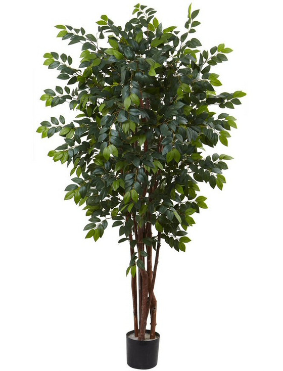 7' Sakaki Silk Tree