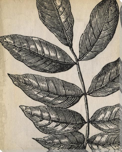 Botanical Etching VI Wrapped Canvas Giclee Art Print Wall Art