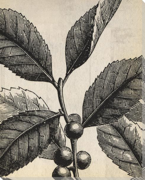 Botanical Etching VII Wrapped Canvas Giclee Art Print Wall Art