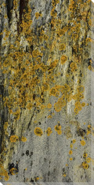 Lichen ON Rock Wrapped Canvas Giclee Art Print Wall Art