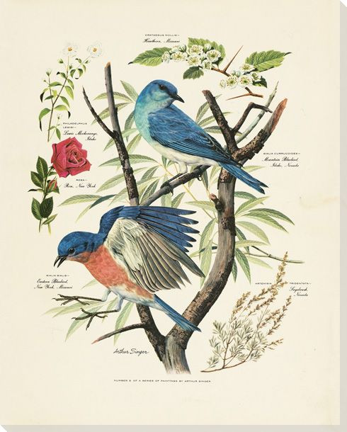 Mountain Bluebird Wrapped Canvas Giclee Art Print Wall Art