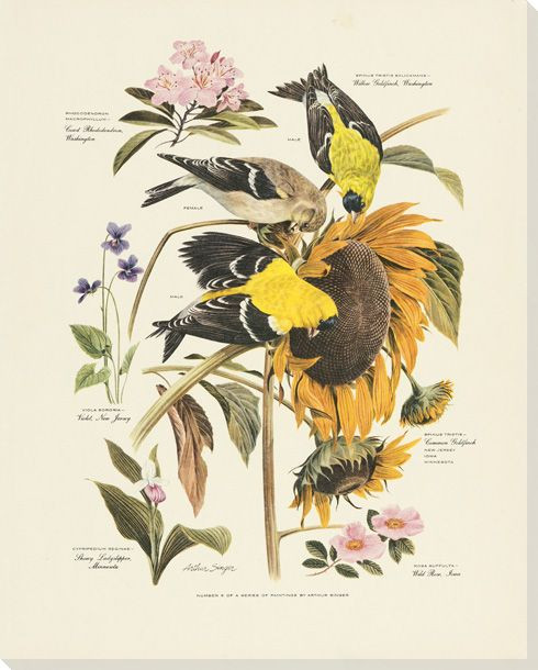 Common Goldfinch Bird Wrapped Canvas Giclee Art Print Wall Art