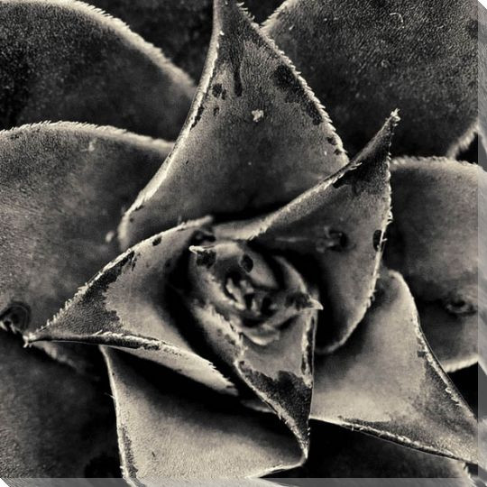 Seattle Succulents Wrapped Canvas Giclee Art Print Wall Art