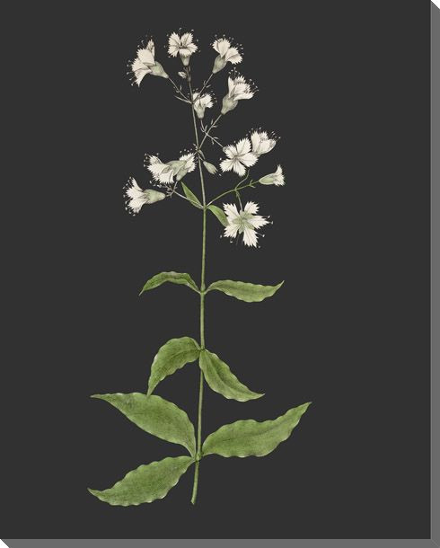 Delicate Botanical 4 Wrapped Canvas Giclee Art Print Wall Art