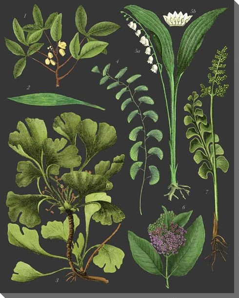Botanical Study Plants on Black Wrapped Canvas Giclee Art Print Wall Art
