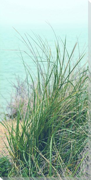 Blissful Beach Morning Wrapped Canvas Giclee Art Print Wall Art