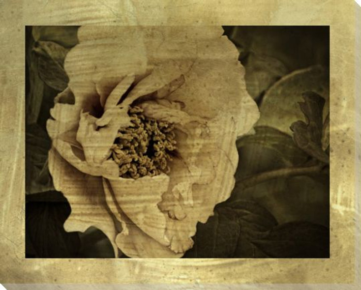 Dark Drama Muted Effects Flower I Wrapped Canvas Giclee Art Print Wall Art