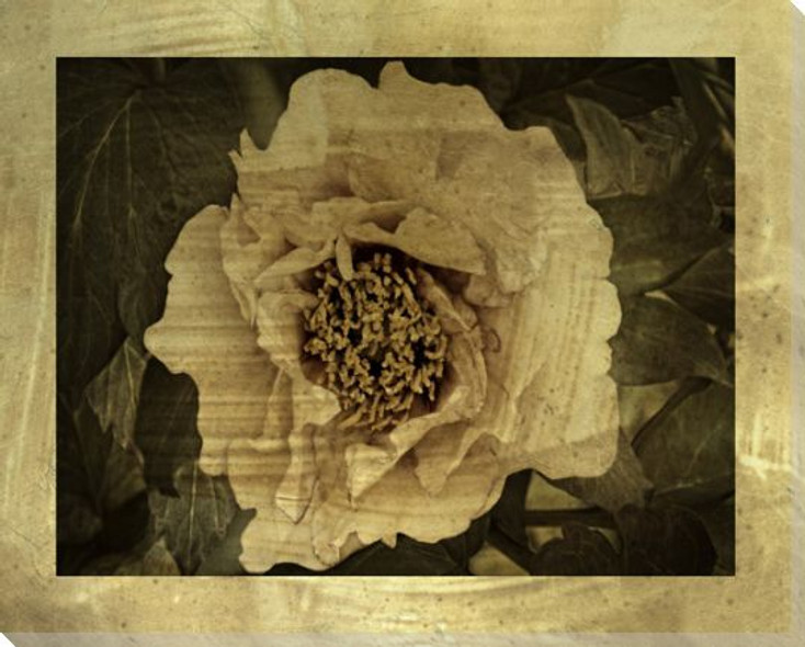 Dark Drama Muted Effects Flower II Wrapped Canvas Giclee Art Print Wall Art