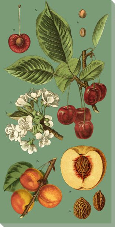 Botanical Study Fruits on Green Wrapped Canvas Giclee Art Print Wall Art