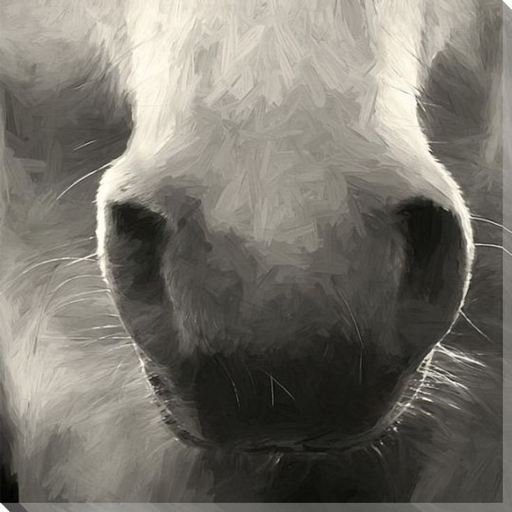 Horse Nose Wrapped Canvas Giclee Art Print Wall Art