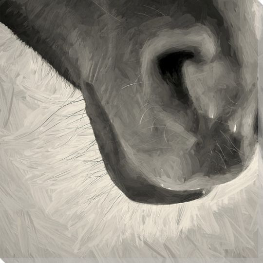 Horse Muzzle Wrapped Canvas Giclee Art Print Wall Art