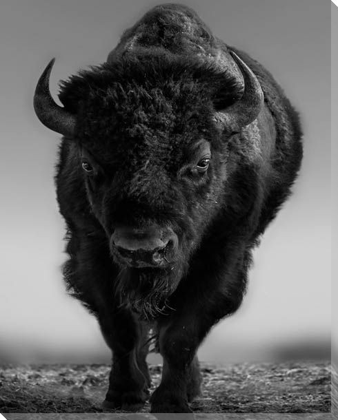 The Beast Buffalo Wrapped Canvas Giclee Art Print Wall Art