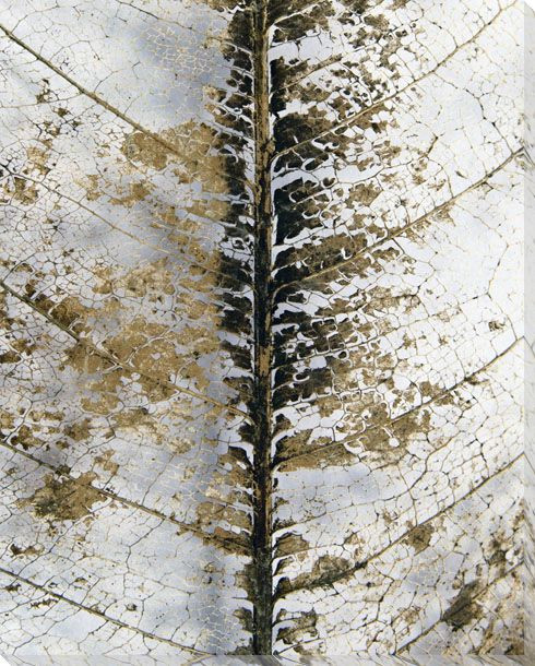 Close Up Wrapped Canvas Giclee Art Print Wall Art