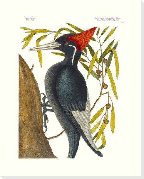 White Billed Woodpecker Bird Wrapped Canvas Giclee Art Print Wall Art