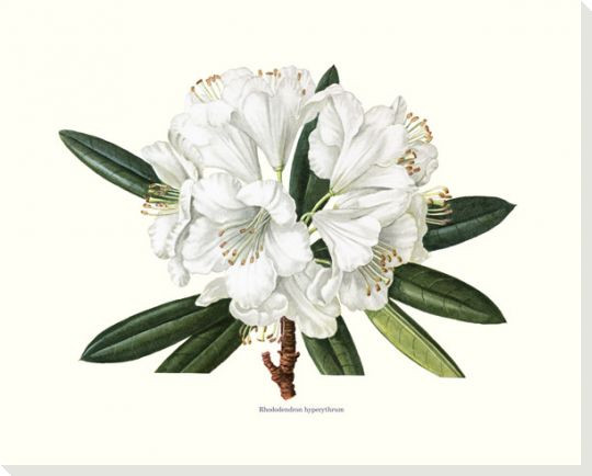 Rhododendron Hyperythrum Wrapped Canvas Giclee Art Print Wall Art