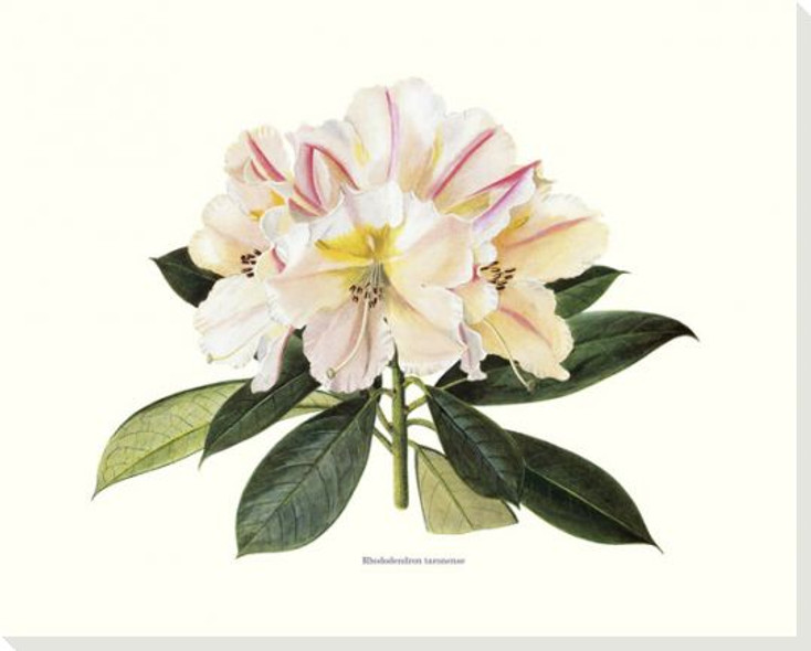 Rhododendron Taronense Wrapped Canvas Giclee Art Print Wall Art