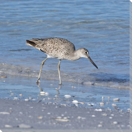 Sandpiper Bird 6 Wrapped Canvas Giclee Art Print Wall Art