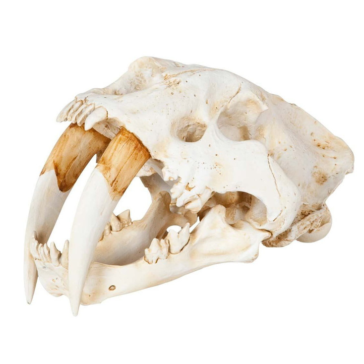 15" Sabertooth Skull Resin Sculpture