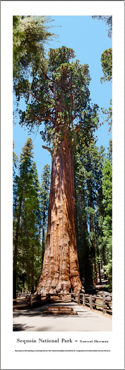 Sequoia National Park General Sherman Panoramic Art Print