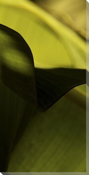 Leaf Detail II Wrapped Canvas Giclee Print Wall Art