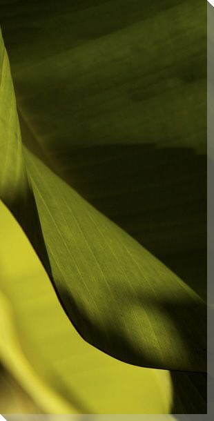 Leaf Detail III Wrapped Canvas Giclee Print Wall Art