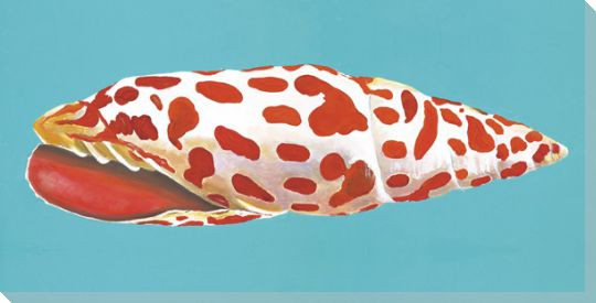 Horizontal Mitre Cone Shell Wrapped Canvas Giclee Print Wall Art