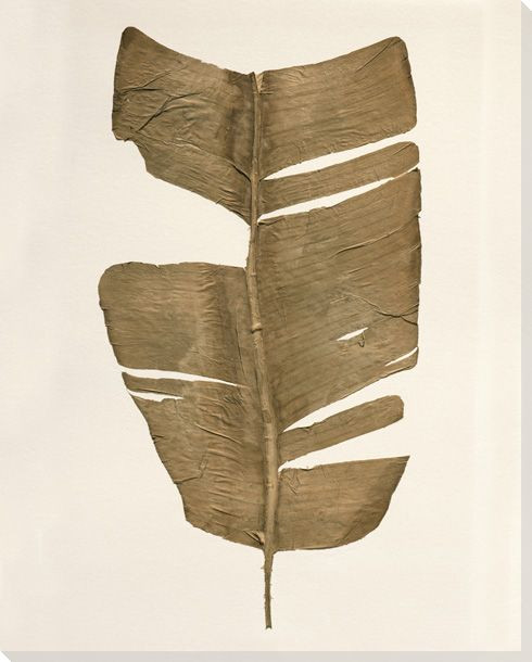 Harts Tongue Fern Wrapped Canvas Giclee Art Print Wall Art