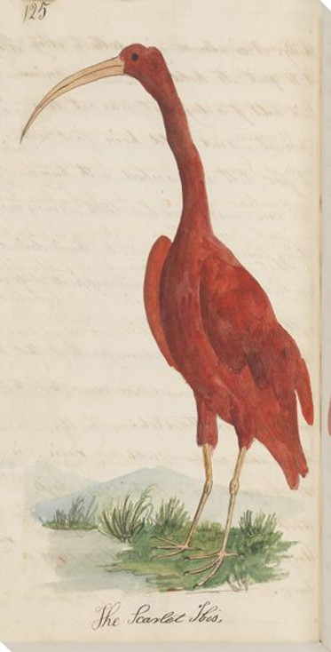 The Scarlet Ibis Bird Wrapped Canvas Giclee Art Print Wall Art
