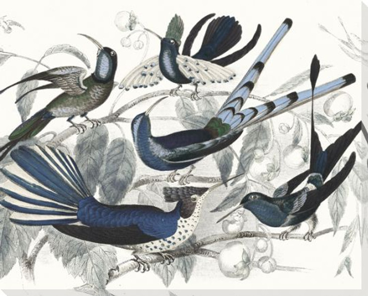 Hummingbirds Chart Providence Wrapped Canvas Giclee Art Print Wall Art