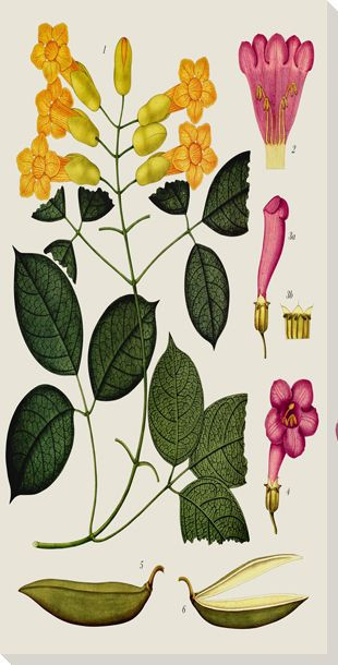 Botanical Study 11 Wrapped Canvas Giclee Art Print Wall Art