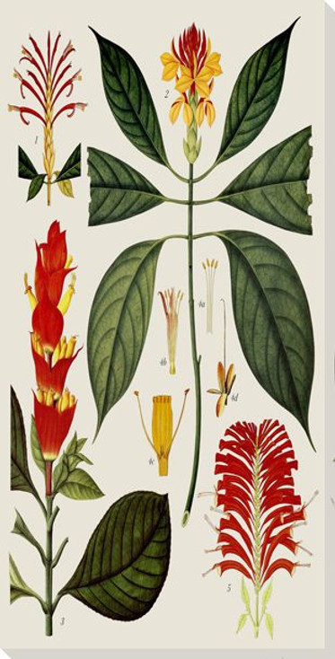 Botanical Study 10 Wrapped Canvas Giclee Art Print Wall Art