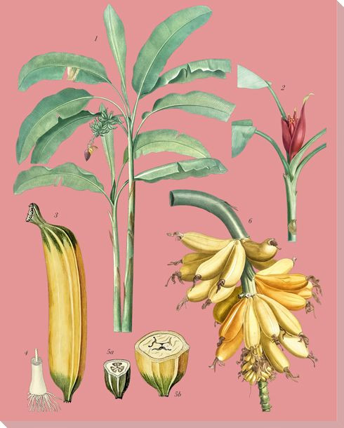 Botanical Study 15 Wrapped Canvas Giclee Art Print Wall Art